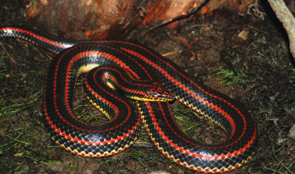 An image of Common Rainbow Snake