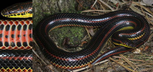Key identification features of the Common Rainbow Snake. Photos by ©Myles Masterson