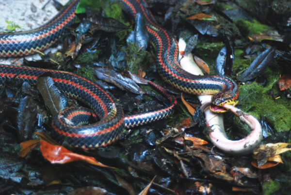 An adult Common Rainbow Snake with a freshly caught American Eel.