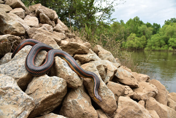 A Common Rainbow Snake at home along the riverbank.