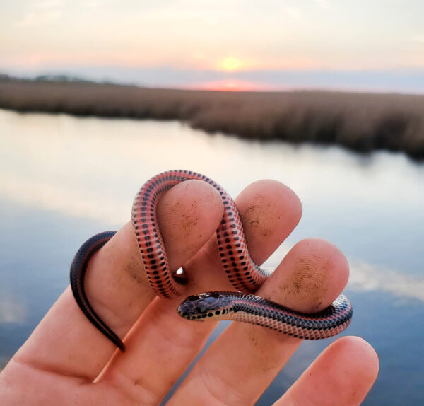 A juvenile Common Rainbow Snake found in the Virginia coastal plain. Photo by ©Myles Masterson