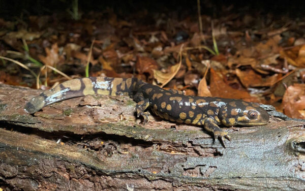 An adult Eastern Tiger Salamander perched on a log. Photo by ©J.D. Kleopfer - DWR
