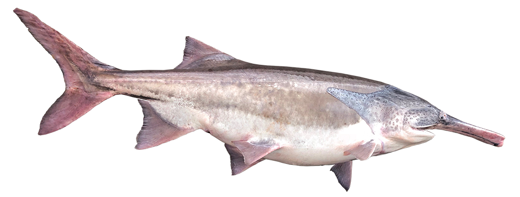 Paddlefish | Virginia DWR