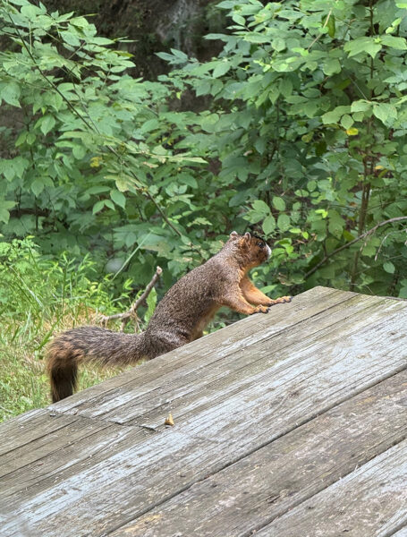 An image of Southeastern Fox Squirrel