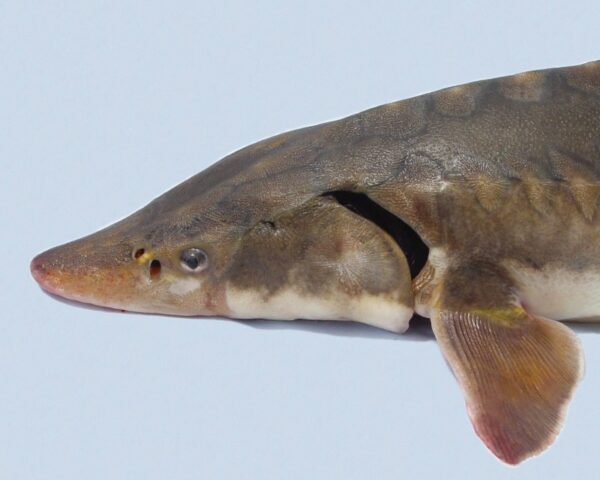 An image of Shortnose Sturgeon