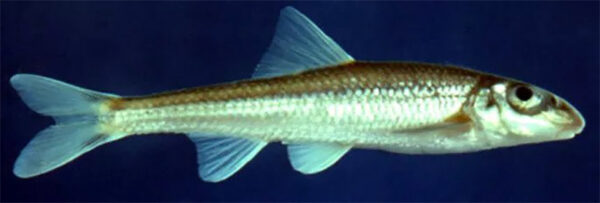 An image of Slender Chub