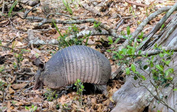 An image of Nine-Banded Armadillo