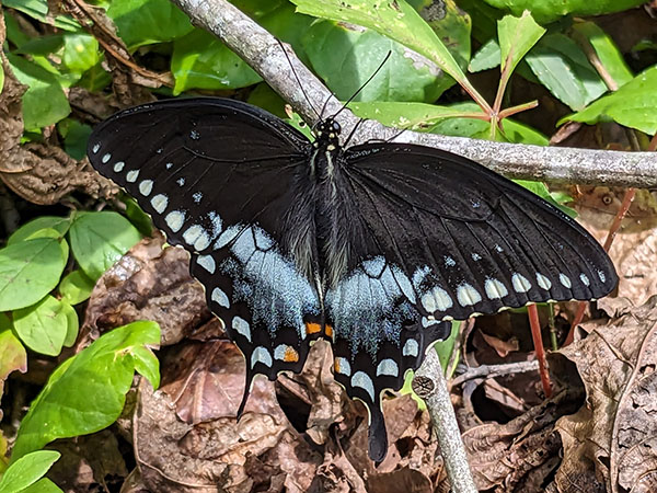 The spicebush swallowtail is one of the species commonly found throughout the park. Photo Credit: Hilda LeStrange