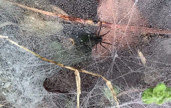 Identifying Spider Webs Around Your House – Aptive Environmental