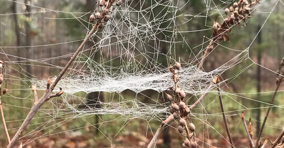 File:Spider-web-insect - West Virginia - ForestWander.jpg