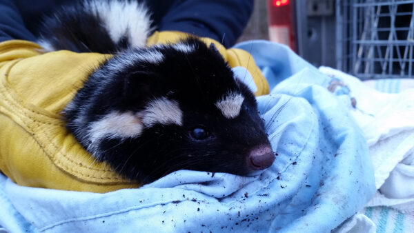 An image of Eastern Spotted Skunk