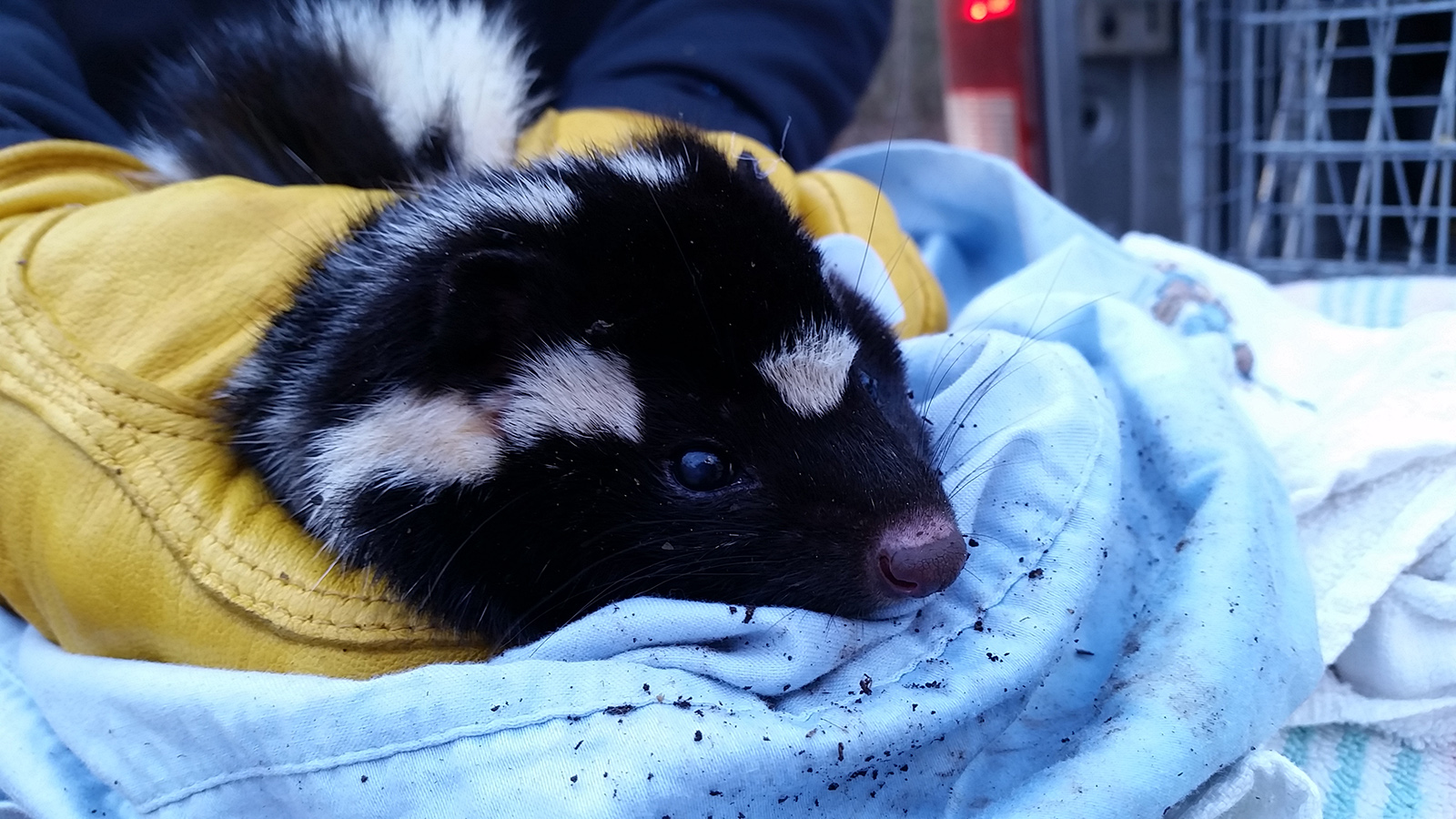 An Eastern spotted skunk. Photo from Virginia Tech