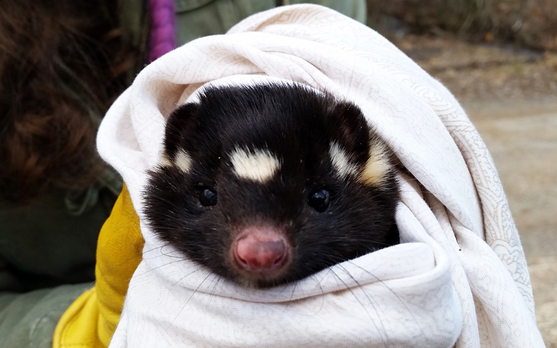 A spotted skunk wrapped in a blanket and held by a researcher.