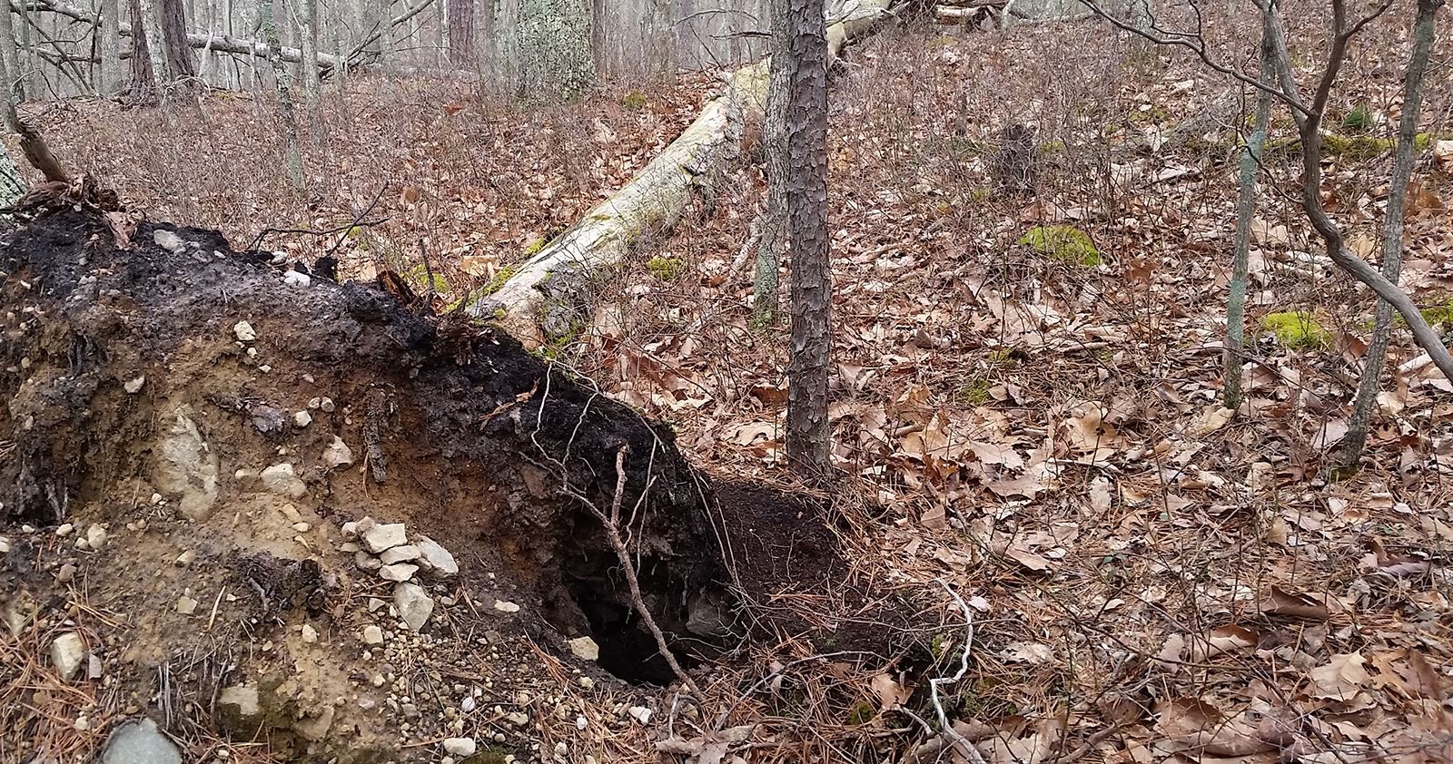 A photo of a fallen tree with the opening of a den in the dirt of the root ball. 