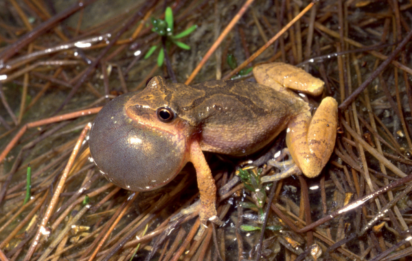 An image of Spring Peeper