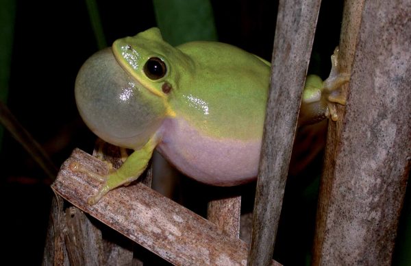 An image of a squirrel treefrog with an inflated throat pouch