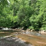 Wide creek surrounded by trees.