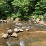Wide creek surrounded by trees.