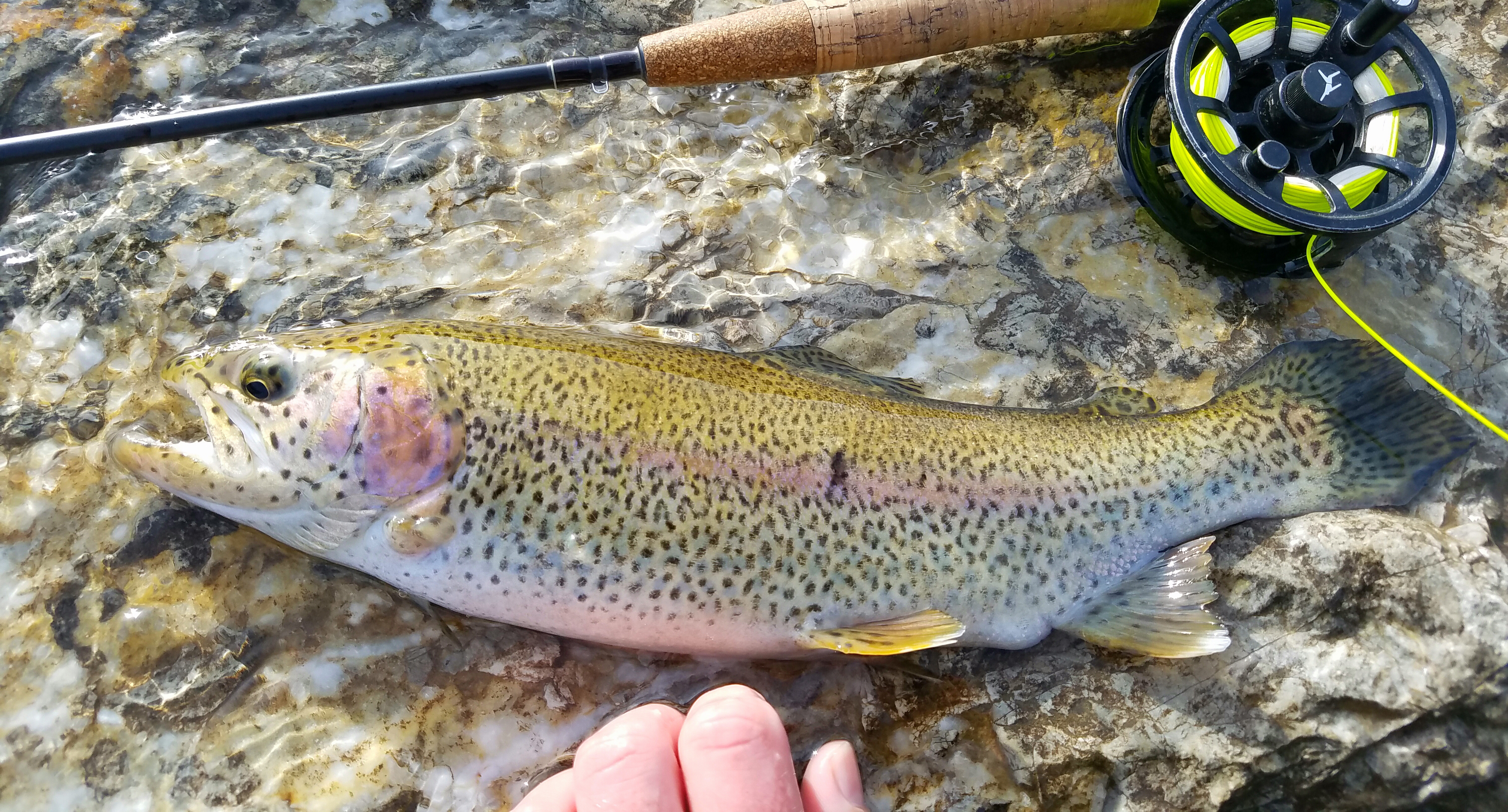 Wild or Hatchery Trout? | Virginia DWR