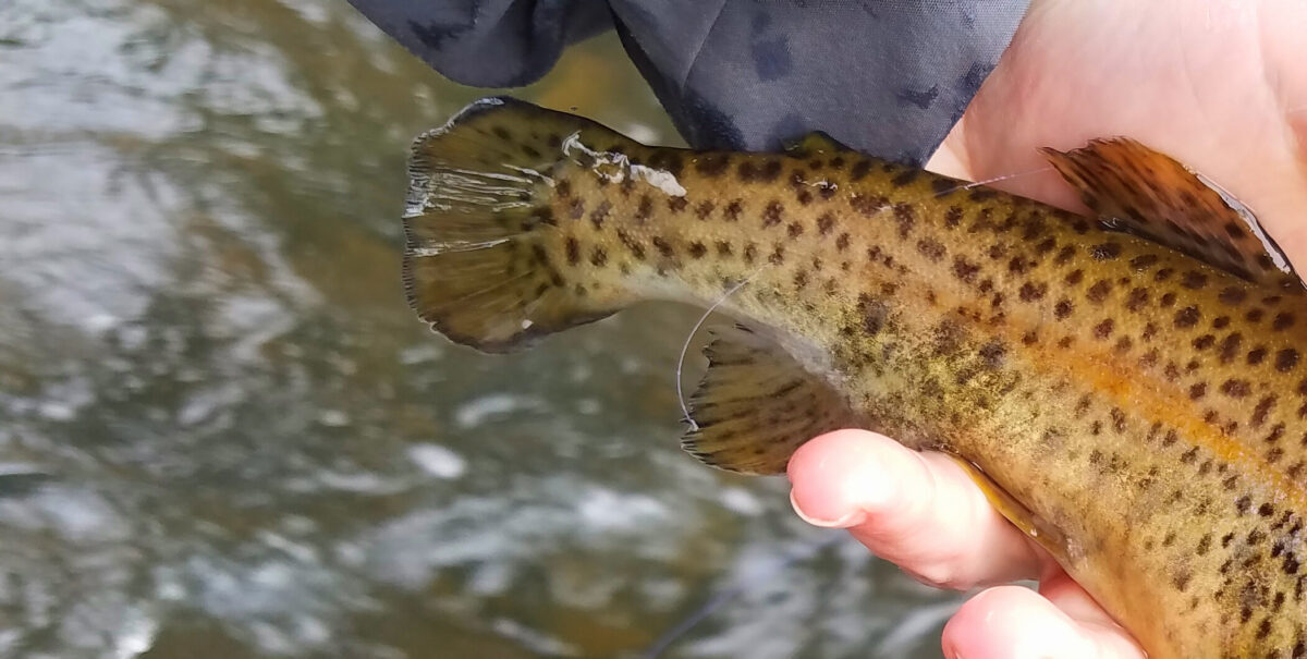 An image showing the eroded caudal fin of a stocked trout which is significantly smaller then it's wild peers.