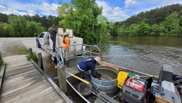 An image of DWR biologists taking stock fish to reservoirs for introduction into the wild