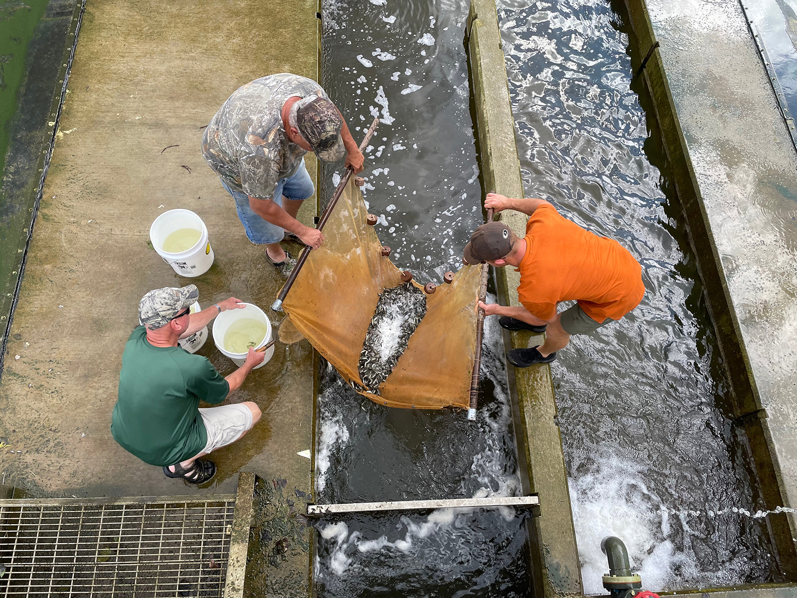 A photo taken from overhead of two men holding a net above a channel of water with concrete sides while a third man waits with a bucket.