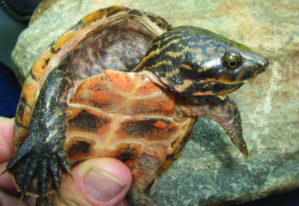 An image of Stripe-necked musk turtle