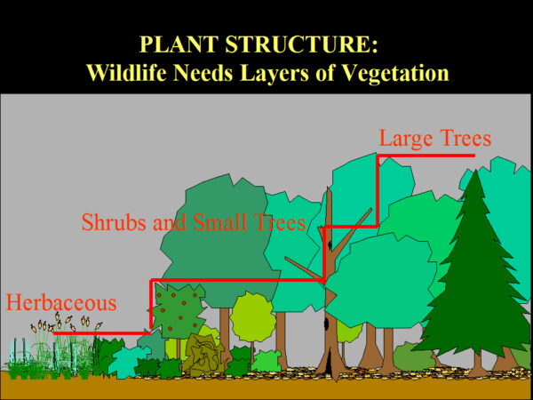 An image showing that herbaceous plants are found below shrubs and small trees which occur below large trees with the caption "wildlife needs layers of vegetation"