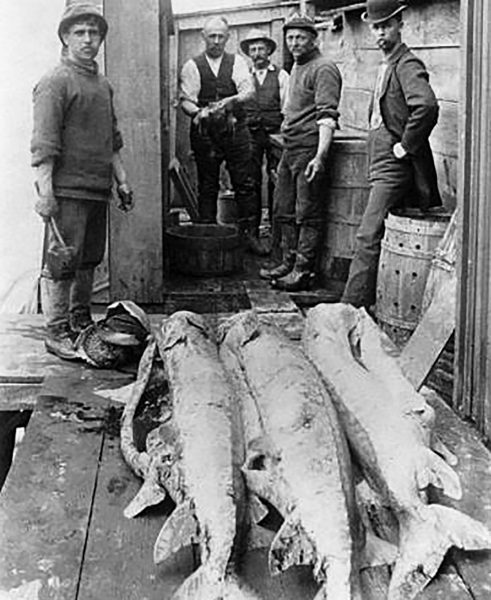 An black and white image of three sturgeon which have been gutted and were sold for meat at Maryland dock; unsustainable fishing practices lead to the sturgeon becoming rare by the 1920s