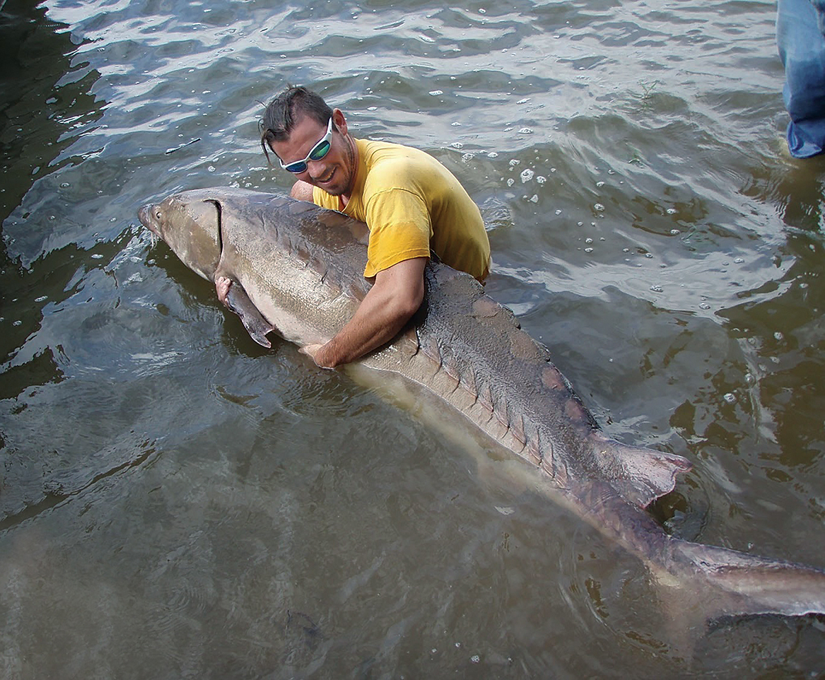 An image of a biologist holding a 4 foot long sturgeon which was the first female to be caught during the research project.