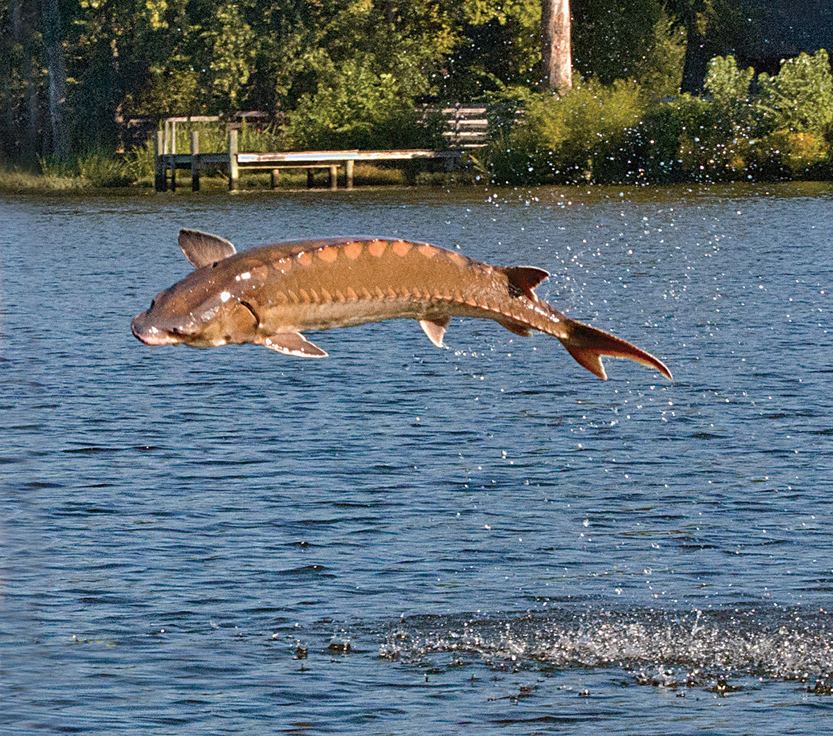 A photo of a large fish leaping out of the water.