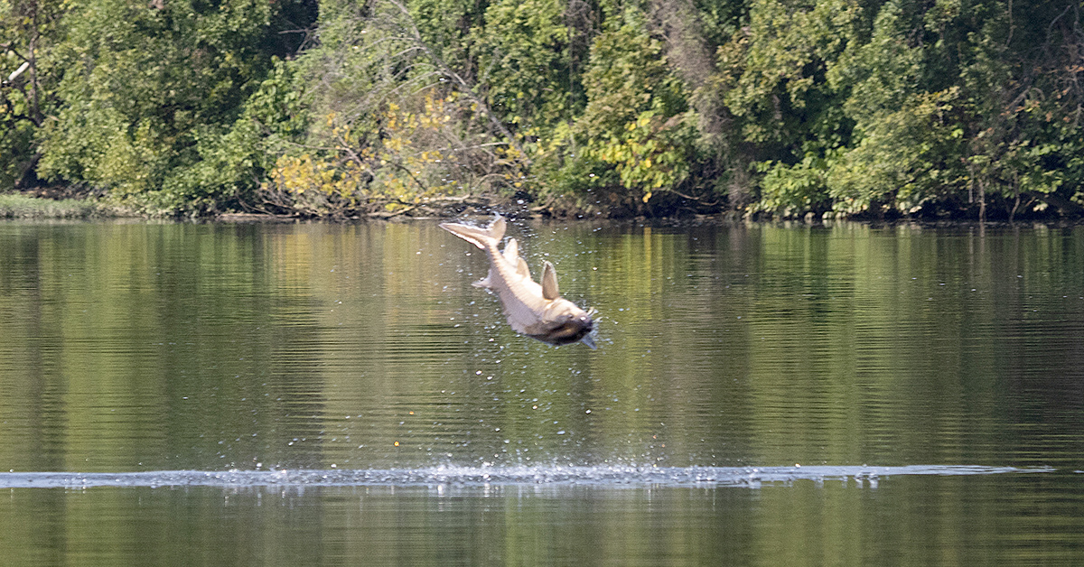 An image of an Atlantic Sturgeon in a moment of airborne momentum after it jumped out of the water of the James river