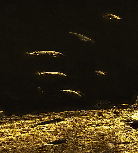 A sonic image of the river displaying the riverbed and six sturgeon in yellow; this was used to count the river's sturgeon population.