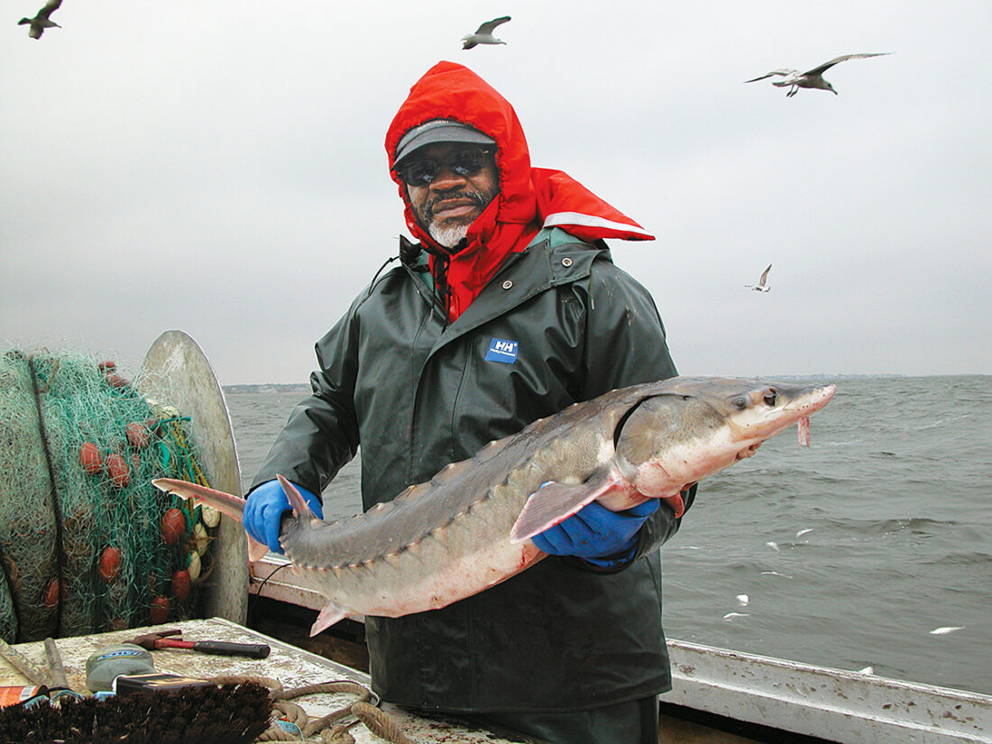 An image of a DWR employee holding a sturgeon on a boat; the fish is about 2 and a half feet long with a grey back and tan underbelly and upon it's flat head is a small tan moustache