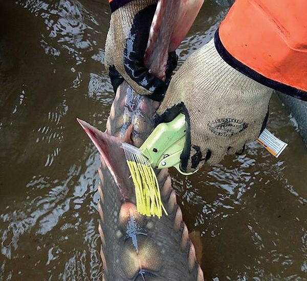 An image of a biologist tagging an adult sturgeon on it's dorsal fin