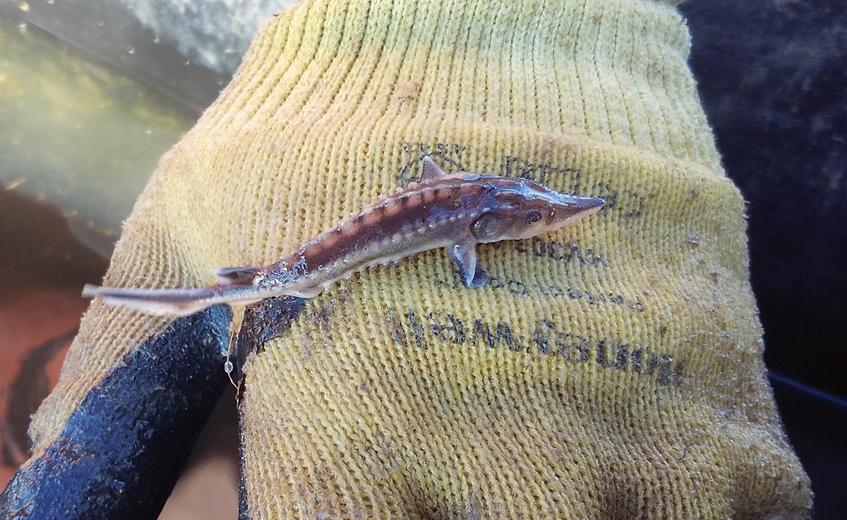 An image of a young Atlantic sturgeon only about 2 inches long on a yellow glove