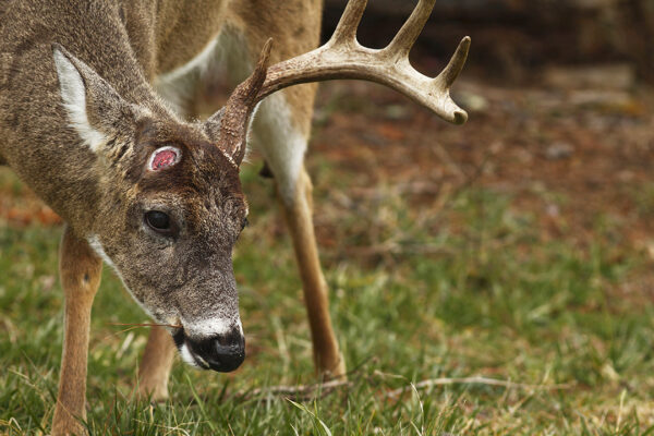 An image of a deer with one antler having fallen off and the scab that has formed from it's removal.