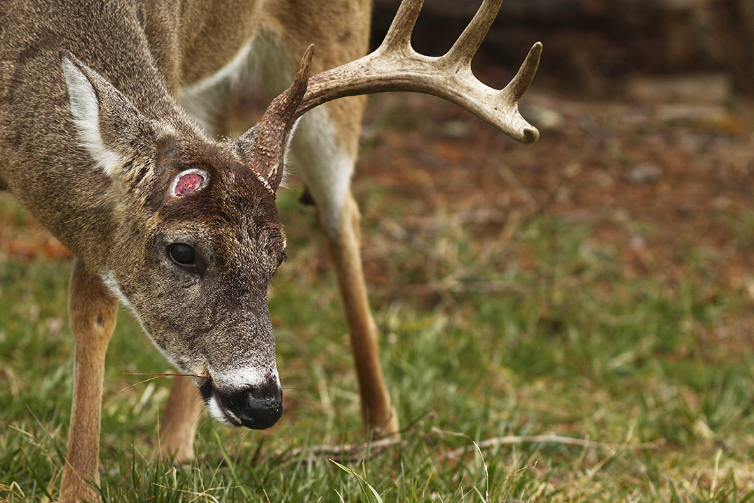 what-biologists-know-about-the-facts-and-myths-concerning-buck-deer-antlers