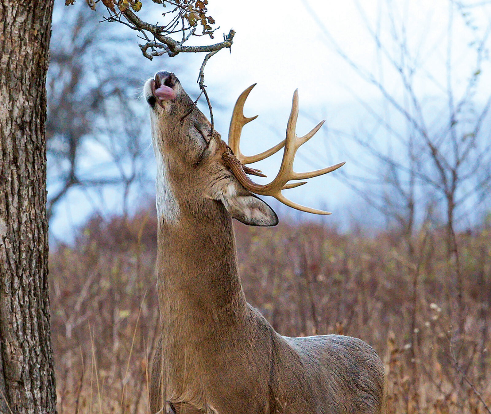 A deer scratching it's face using a tree branch