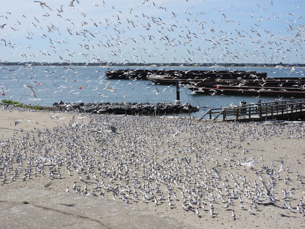 An image of a absolute swarm of seagulls and other seabirds on the beach at Fort Wool