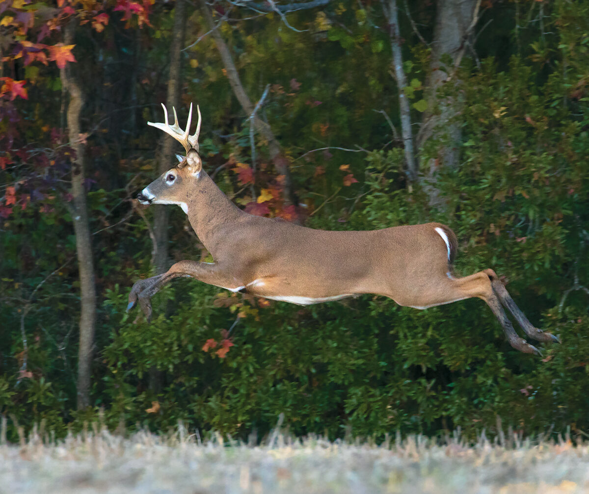 A healthy two year old buck; when healthy the deer tends to keep their antlers for longer