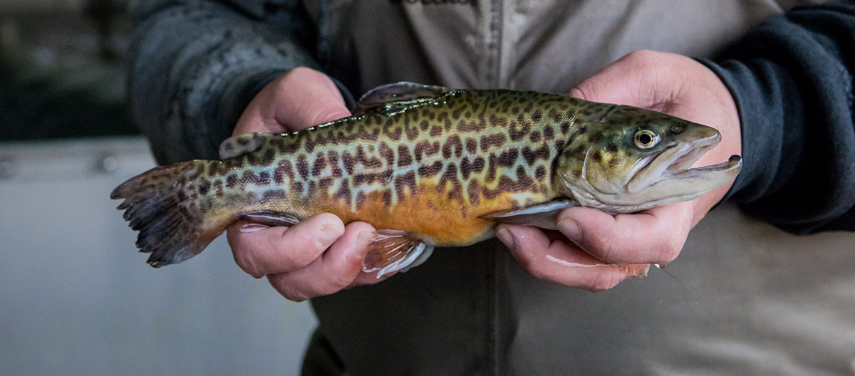 Trout Fishing in Virginia