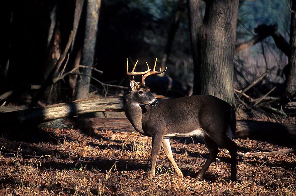 An image of a male deer in a forest