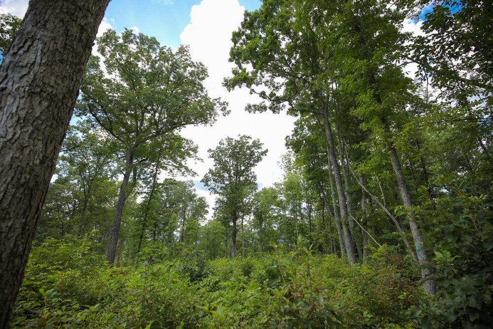 An image of a forest which has been thinned to allow natural sunlight to the underbrush