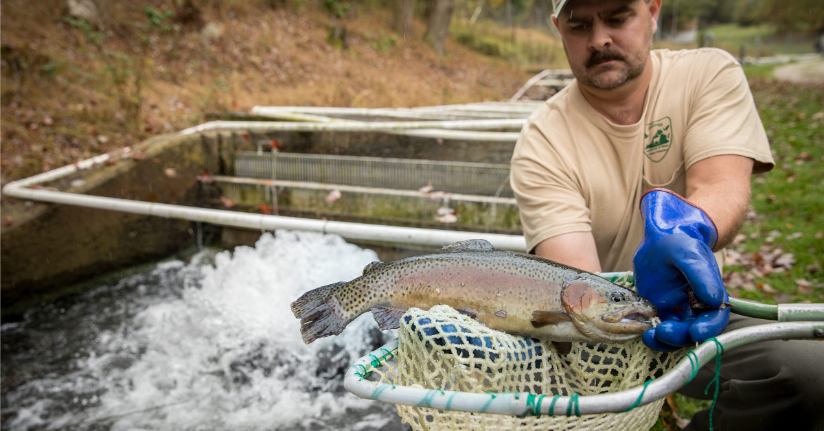DWR Trout Stocking Explained