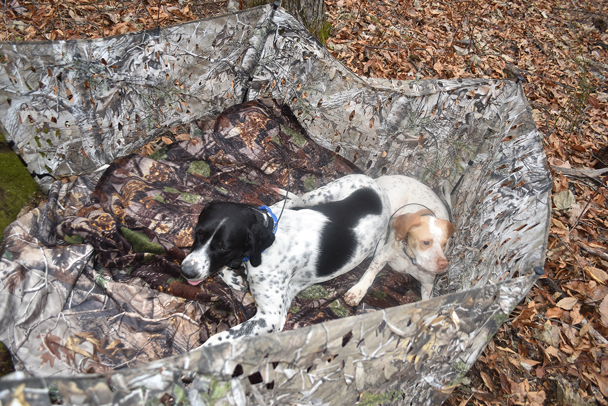 Hunting dogs Bailey and Briar waiting in a camouflage blind for their own to call the turkeys