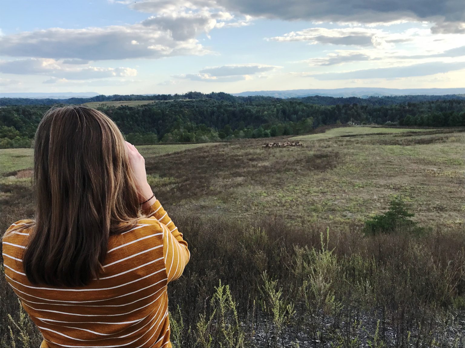 How to See Virginia’s Awe-Inspiring Elk | Virginia DWR