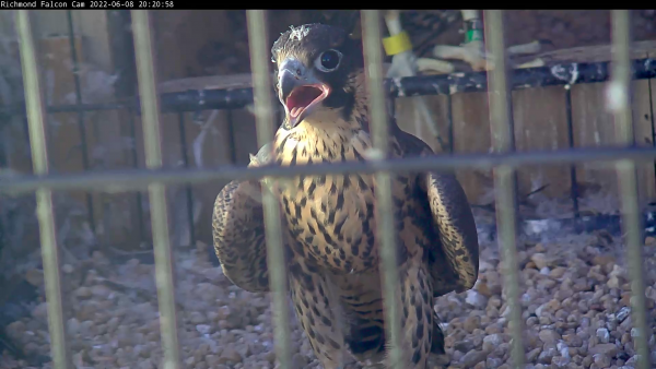 Female peregrine falcon chick vocalizing inside of flight cage 