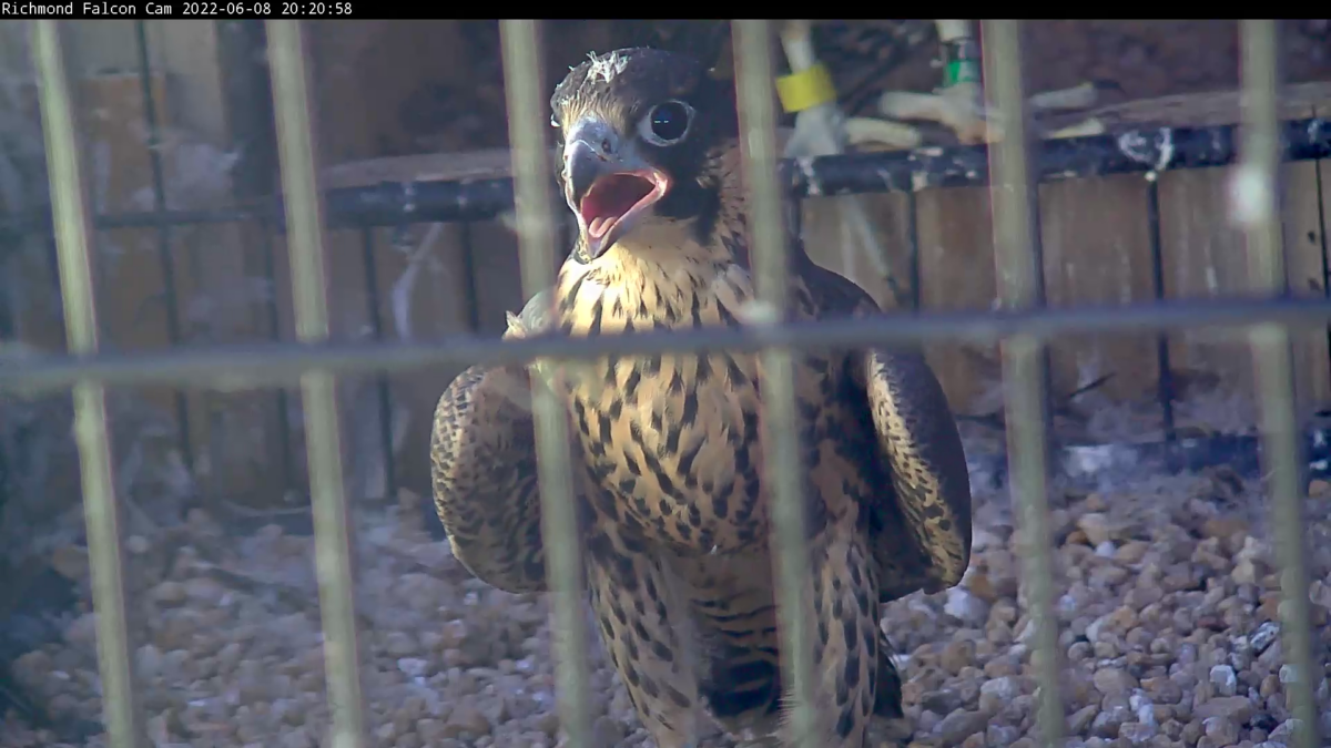 An image of a young peregrine falcon chirping inside it's pen
