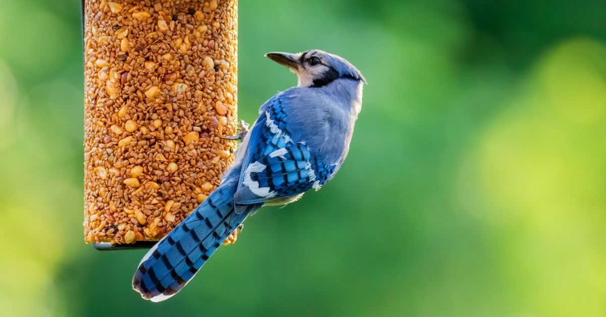 Audubon Guide to Bird Feeding